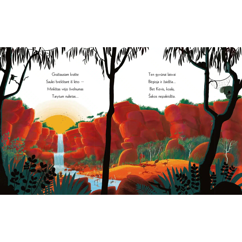 Koala, kuri išdrįso