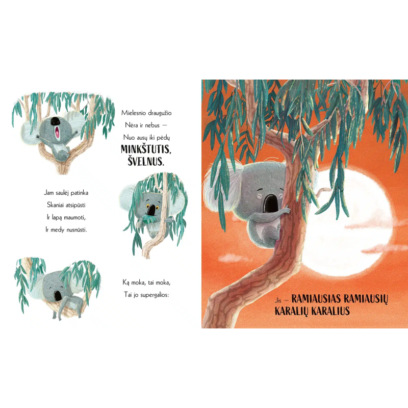 Koala, kuri išdrįso