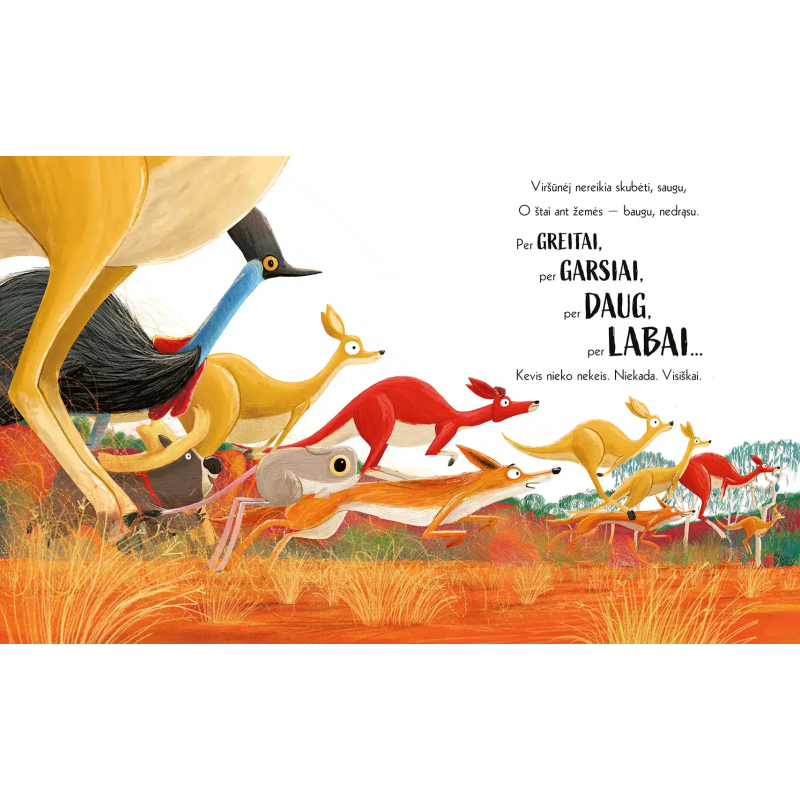 Koala, kuri išdrįso