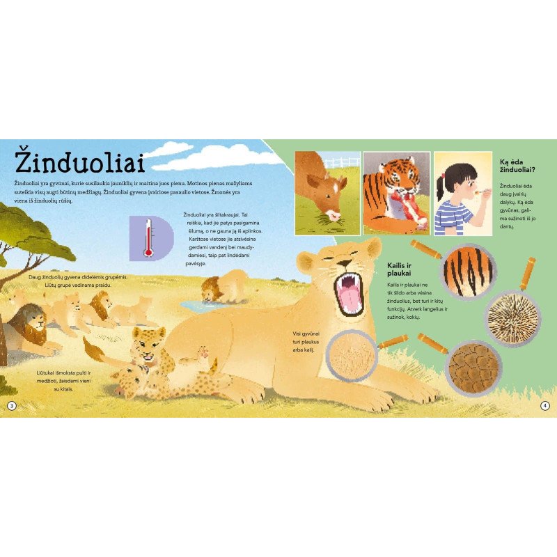 Nuostabūs gyvūnai. Atverk langelį