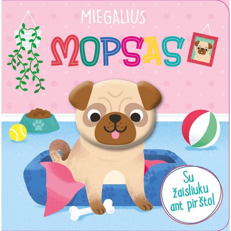 Miegalius mopsas. Su žaisliuku ant piršto