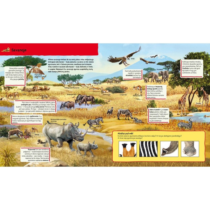 Ūkyje. Knygelė su magnetukais