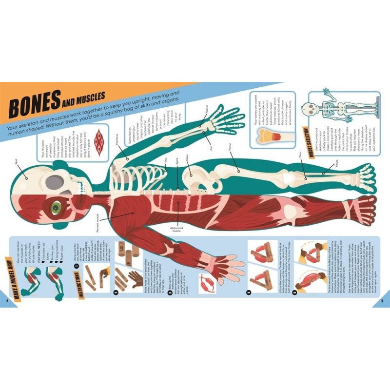 Brilliant Human Body