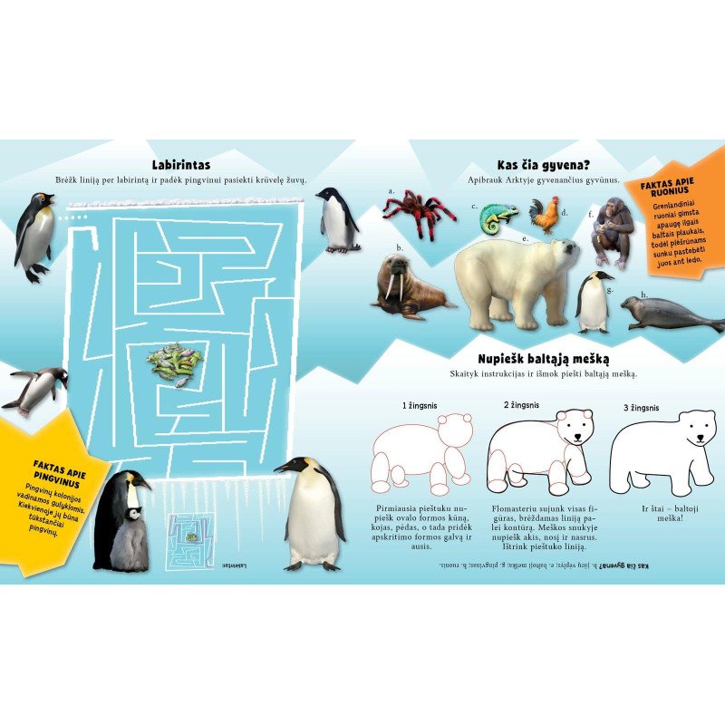 Arktis. Lipdukų ir veiklos knyga