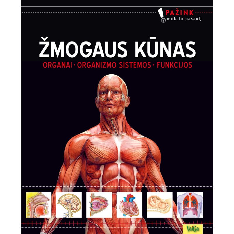 Žmogaus kūnas (Organai. Organizmo sistemos. Funkcijos)